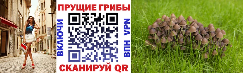 блэк спрут рабочий сайт  Ковров  Галлюциногенные грибы Cubensis 